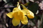 Yellow jessamine